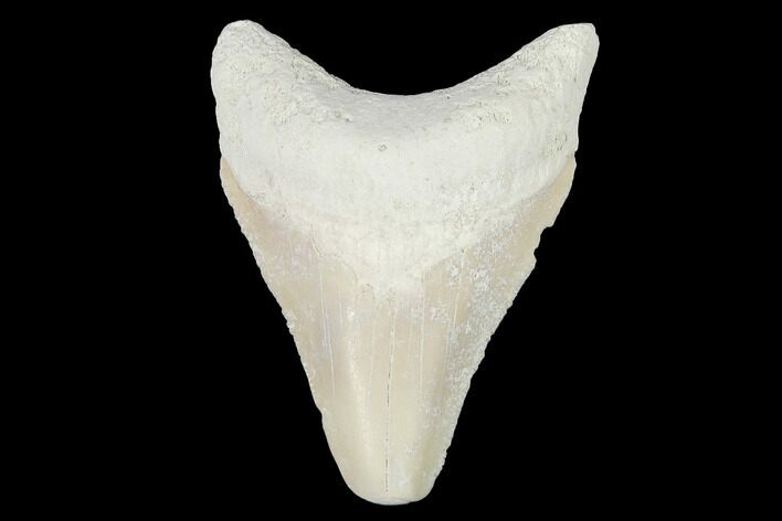 Bone Valley Megalodon Tooth - Florida #99865